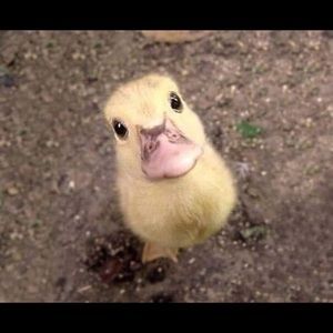 Meet your Posher, Cesar